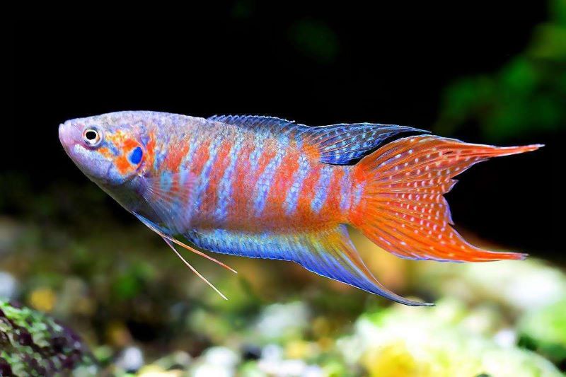 Макропод Классический