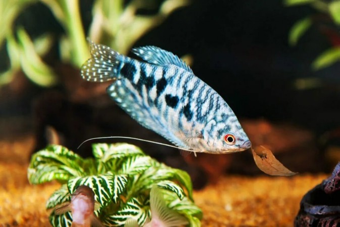 Гурами Мраморная