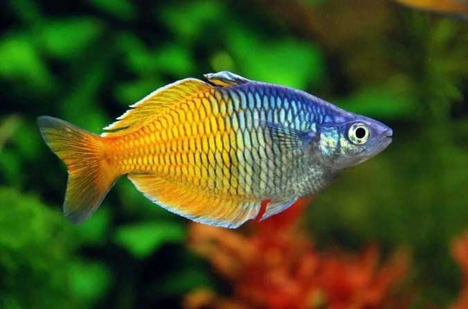 Радужница  Боэсмана