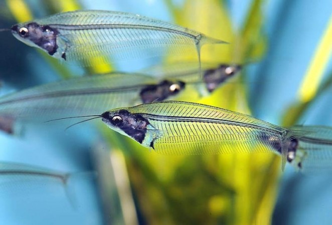 Сом Стеклянный