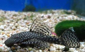 Анциструс Обыкновенный