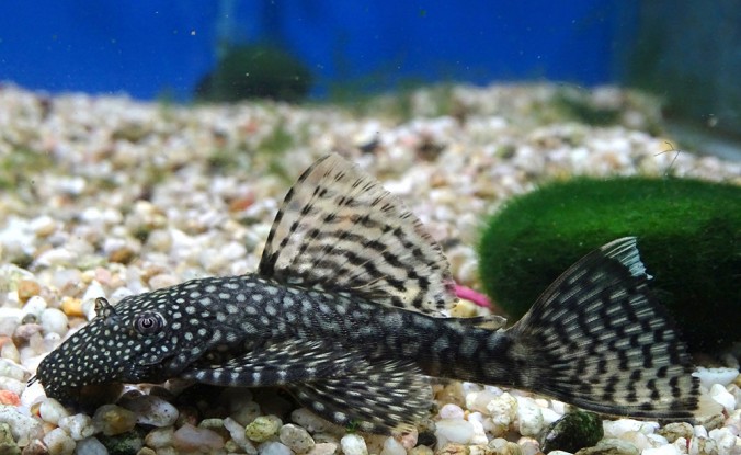 Анциструс Обыкновенный