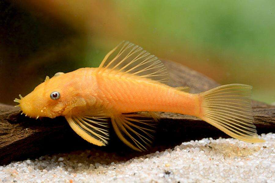 Анциструс Золотой