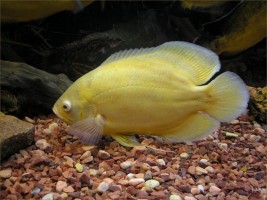 Астронотус Лимонный