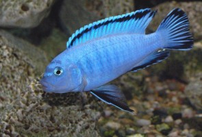 Цихлида Псевдотрофеус Пиндани