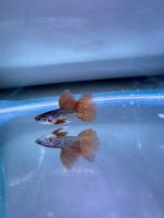 Гуппи Самец Метал Змеиная кожа Красное кружево (Poecilia reticulata)