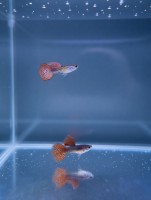 Гуппи Самец Метал Змеиная кожа Красное кружево (Poecilia reticulata)