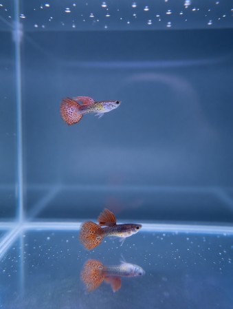 Гуппи Самец Метал Змеиная кожа Красное кружево (Poecilia reticulata)