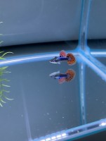 Гуппи Дамбо Мозайка Черное тело (Poecilia reticulata)