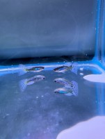 Гуппи Самец Голубая Трава (Poecilia reticulata Blue Grass)