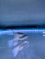 Гуппи Самец Голубая Трава (Poecilia reticulata Blue Grass)