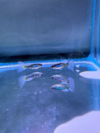 Гуппи Самец Голубая Трава (Poecilia reticulata Blue Grass)