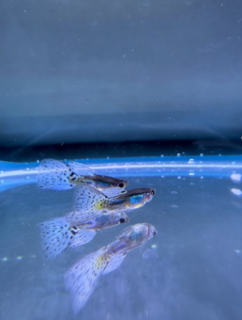 Гуппи Самец Голубая Трава (Poecilia reticulata Blue Grass)