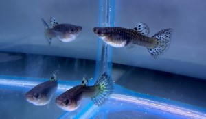 Гуппи Самки Голубая Трава (Poecilia reticulata Blue Grass) 