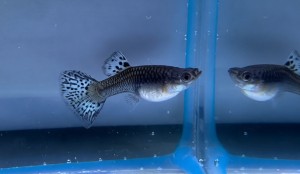 Гуппи Самки Голубая Трава (Poecilia reticulata Blue Grass) 