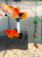 Пецилия Красная Чернохвостая (Xiphophorus maculatus)