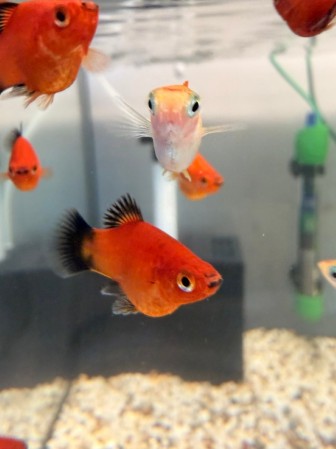 Пецилия Красная Чернохвостая (Xiphophorus maculatus)