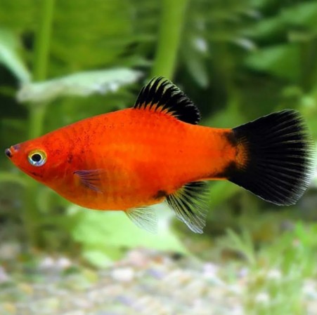 Пецилия Красная Чернохвостая (Xiphophorus maculatus)