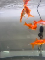 Комета Красная  (Carassius auratus)