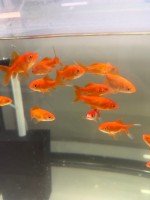 Комета Красная  (Carassius auratus)