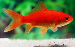 Комета Красная  (Carassius auratus)