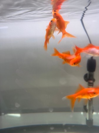 Комета Красная  (Carassius auratus)