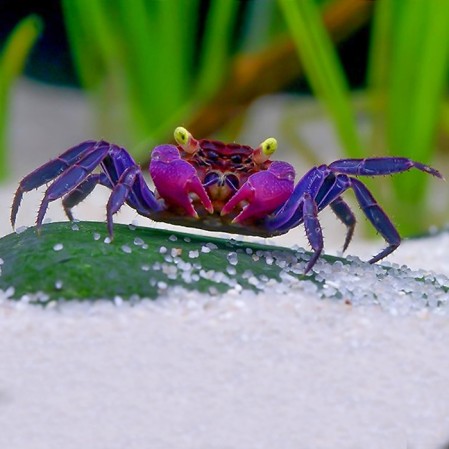 Краб Вампир (Geosesarma dennerle)