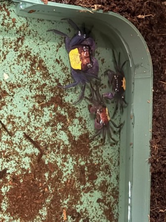 Краб Вампир (Geosesarma dennerle)