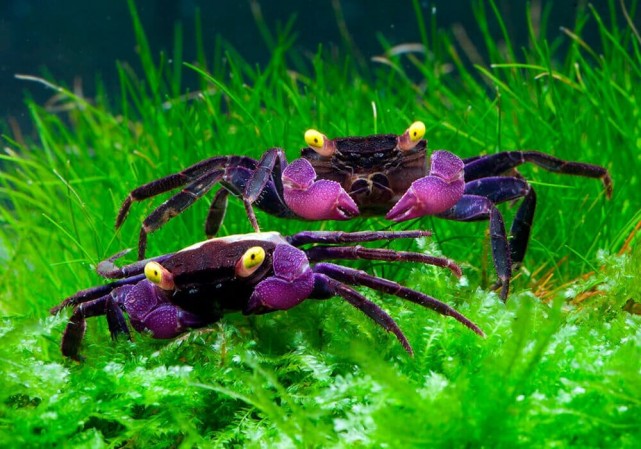 Краб Вампир (Geosesarma dennerle)