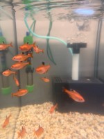 Серпас (тетра серповидная, Hyphessobrycon eques) 