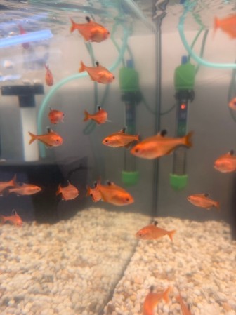 Серпас (тетра серповидная, Hyphessobrycon eques) 