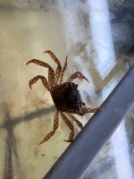 Краб Королевский Леопардовый (Parathelphusa pantherina)