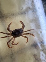 Краб Королевский Леопардовый (Parathelphusa pantherina)