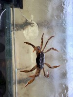 Краб Королевский Леопардовый (Parathelphusa pantherina)