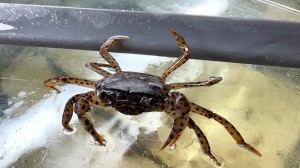 Краб Королевский Леопардовый (Parathelphusa pantherina)