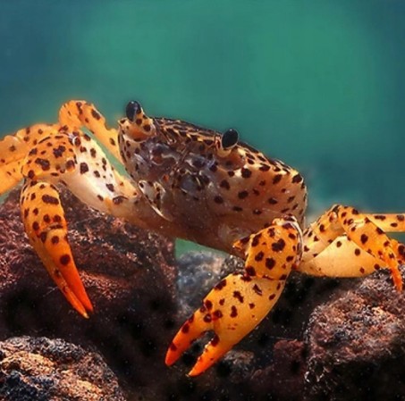 Краб Королевский Леопардовый (Parathelphusa pantherina)