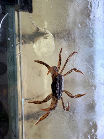 Краб Королевский Леопардовый (Parathelphusa pantherina)