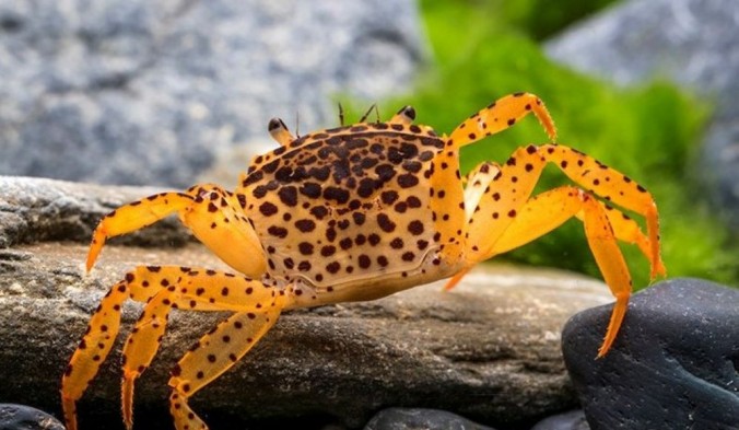 Краб Королевский Леопардовый (Parathelphusa pantherina)