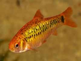 Барбус Шуберта (Barbus Semifasciolatus schyberti)