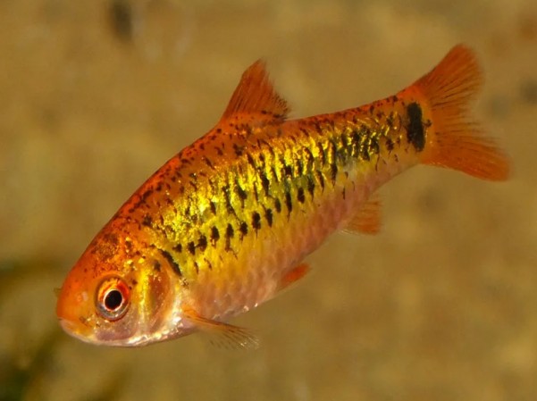Барбус Шуберта (Barbus Semifasciolatus schyberti)