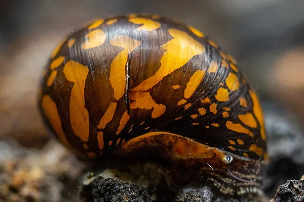 Улитка Батик Neritina natalensis аквариумная неритина мозаичная водорослеед