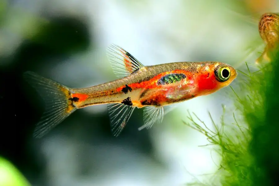 Микрорасбора Мера (Boraras merah)