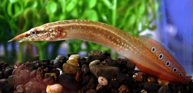 Макрогнатус сиамский, глазчатый (Macrognathus siamensis)