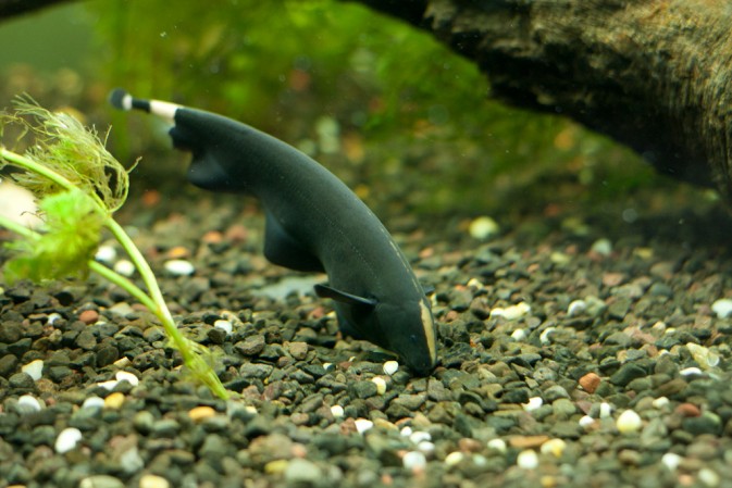 НОЖ ЧЕРНЫЙ (APTERONOTUS ALBIFRONS)