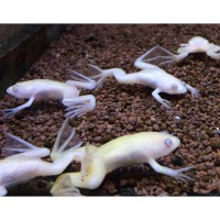 ЛЯГУШКА ШПОРЦЕВАЯ АЛЬБИНОС (XENOPUS LAEVI)