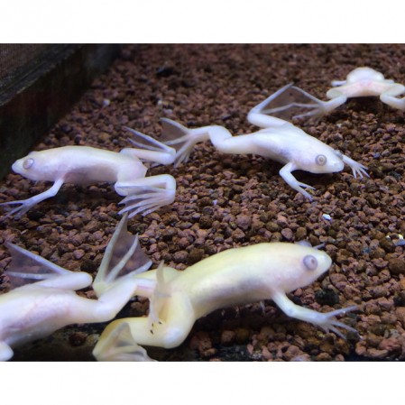 ЛЯГУШКА ШПОРЦЕВАЯ АЛЬБИНОС (XENOPUS LAEVI)