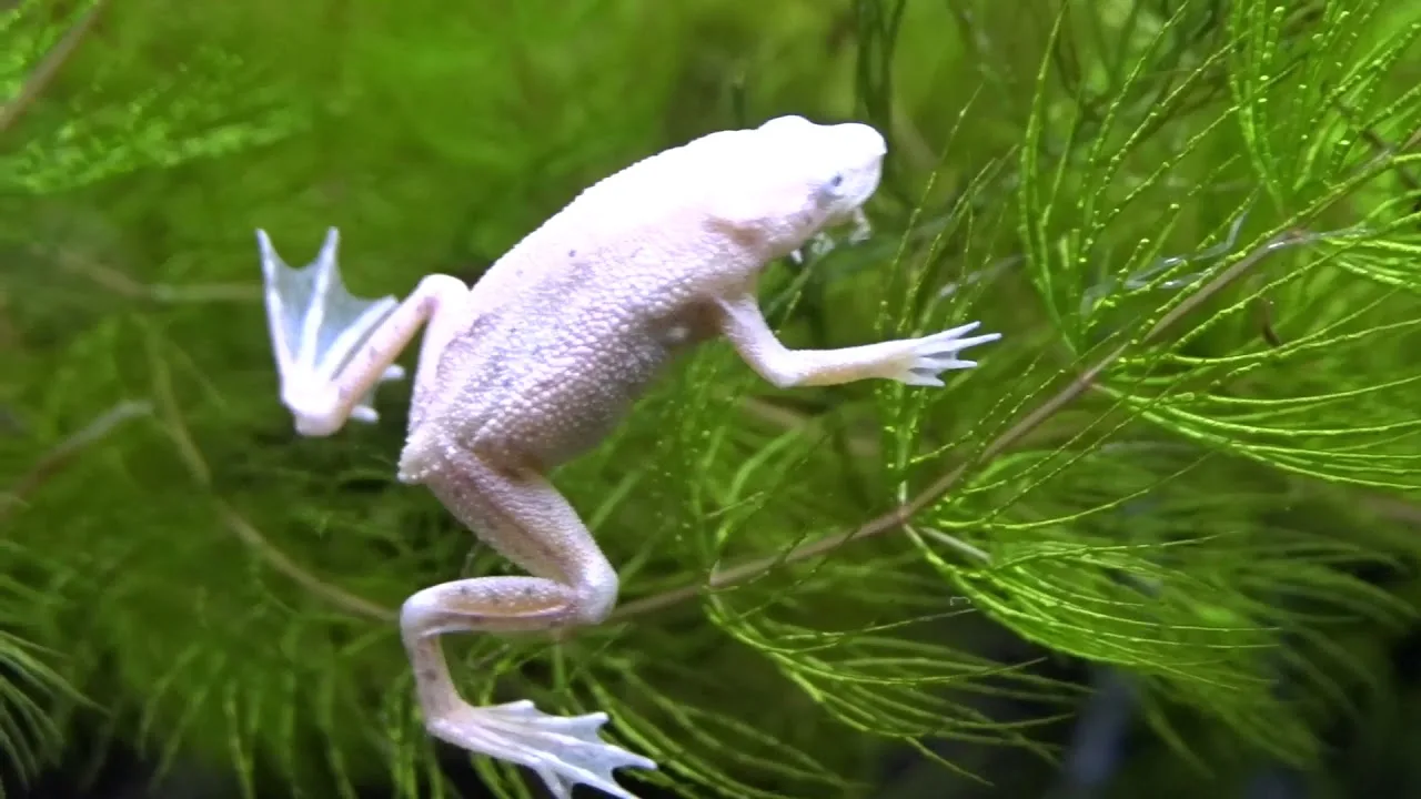 ЛЯГУШКА ШПОРЦЕВАЯ АЛЬБИНОС (XENOPUS LAEVI)