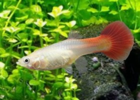 Гуппи Самка Блондин Красная Poecilia reticulata Blond Red светлая аквариумная нано рыбка