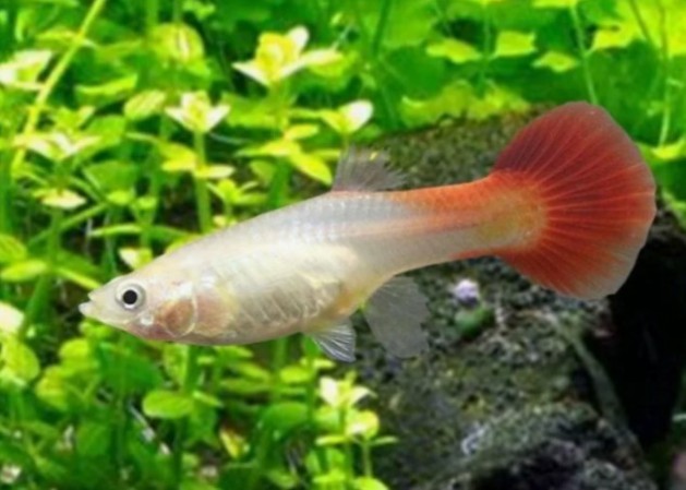 Гуппи Самка Блондин Красная Poecilia reticulata Blond Red светлая аквариумная нано рыбка