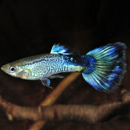 Гуппи Самки Кобра Синяя (Poecilia reticulata var. "Blue Cobra" / "Blue Snake Skin")